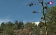 Sant Joan i sant Miquel