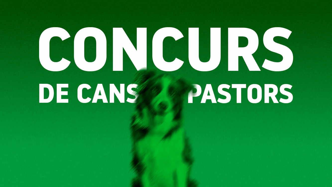 Concurs de cans pastors