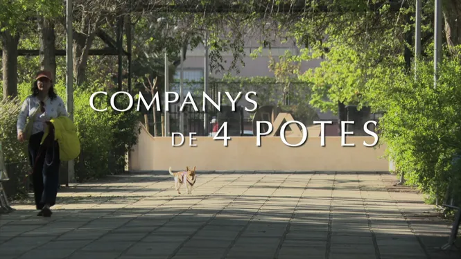 A DINS: COMPANY DE QUATRE POTES