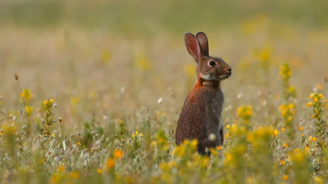 EL CONILL Oryctolagus cuniculus