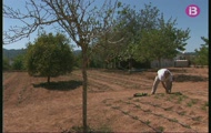 Pastís de llimona,herbes eivissenques i escultura en fang